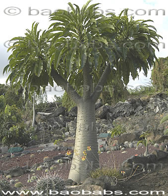 Pachypodium rutenbergianum 